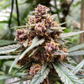 Durban Poison Dutch Passion