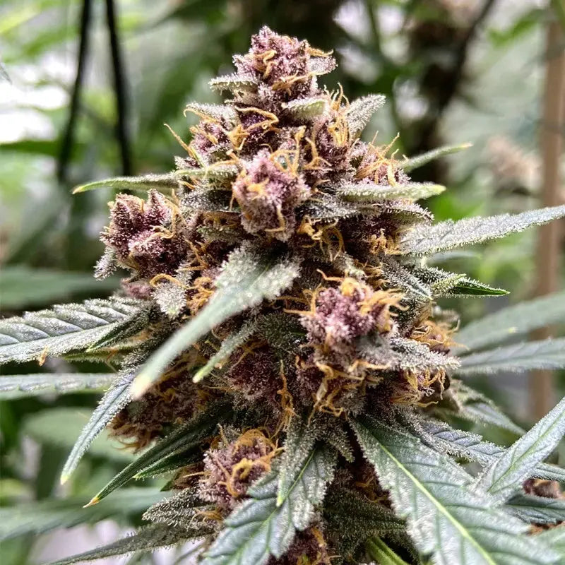 Durban Poison Dutch Passion