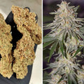 Glueberry OG Dutch Passion