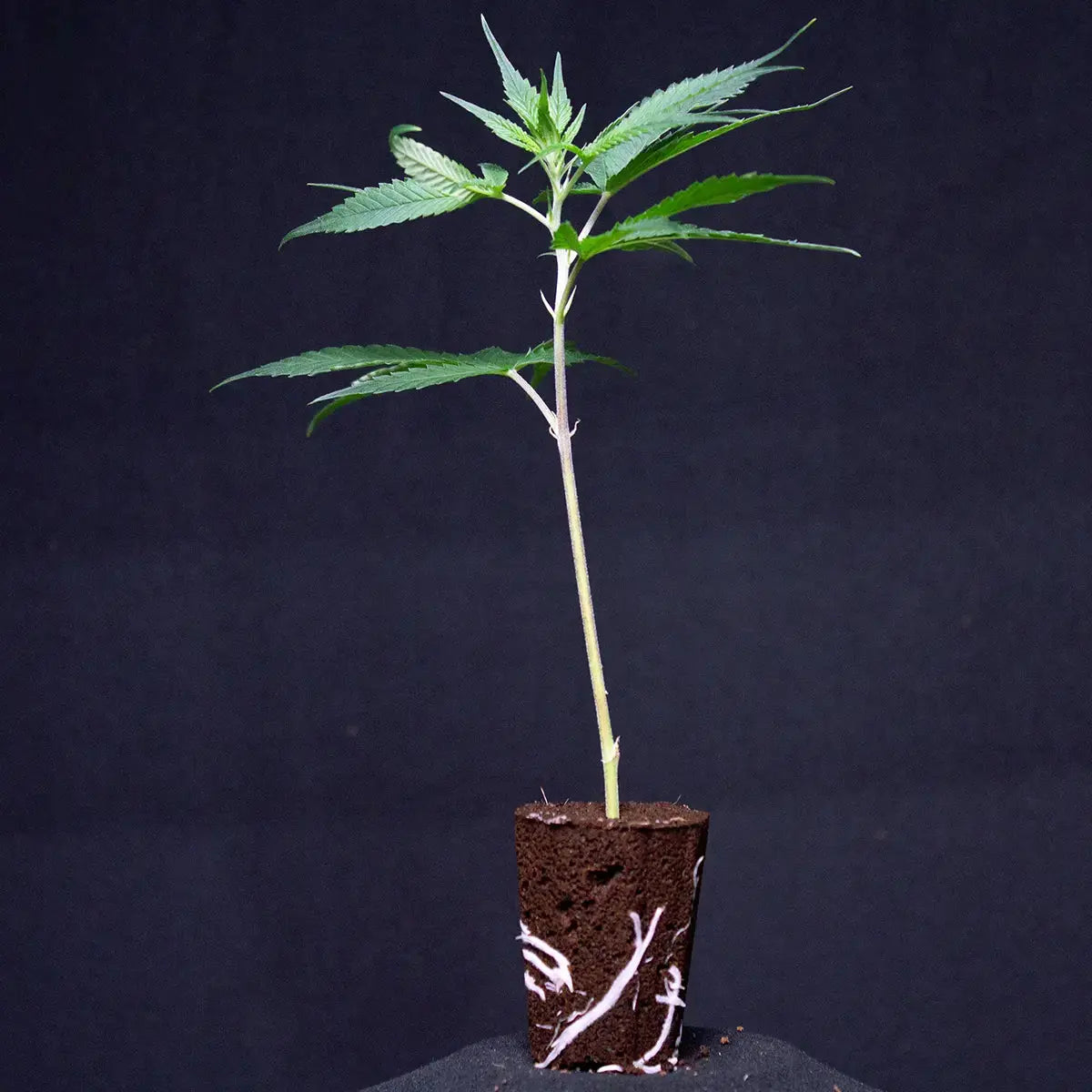 Gorilla Zkittlez Barneys Farm
