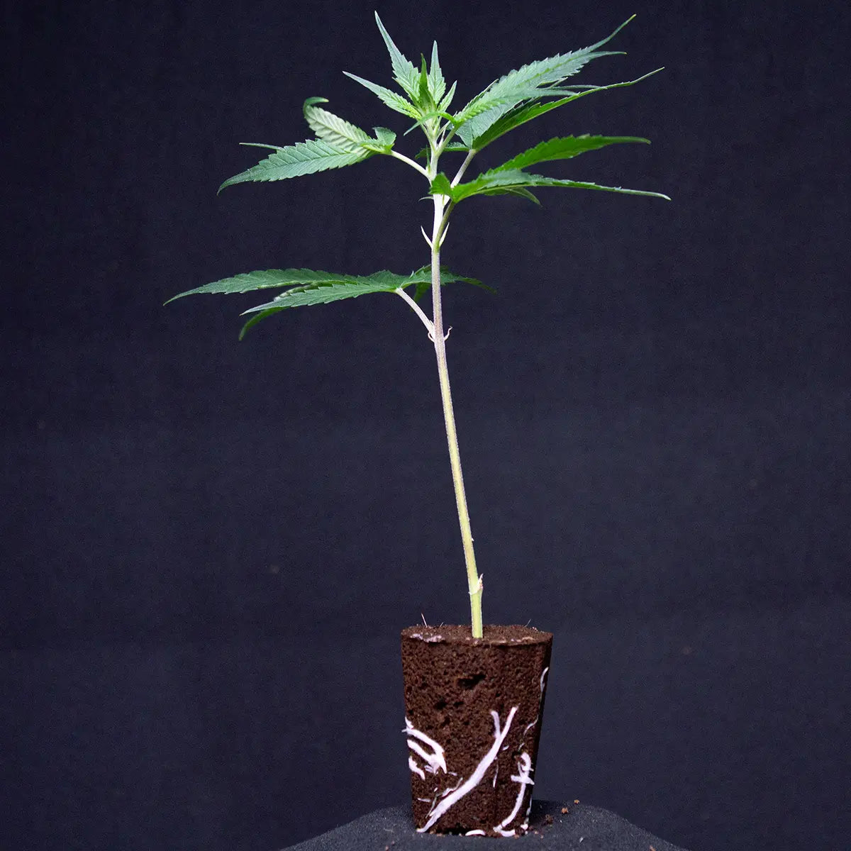 Gorilla Zkittlez Barneys Farm