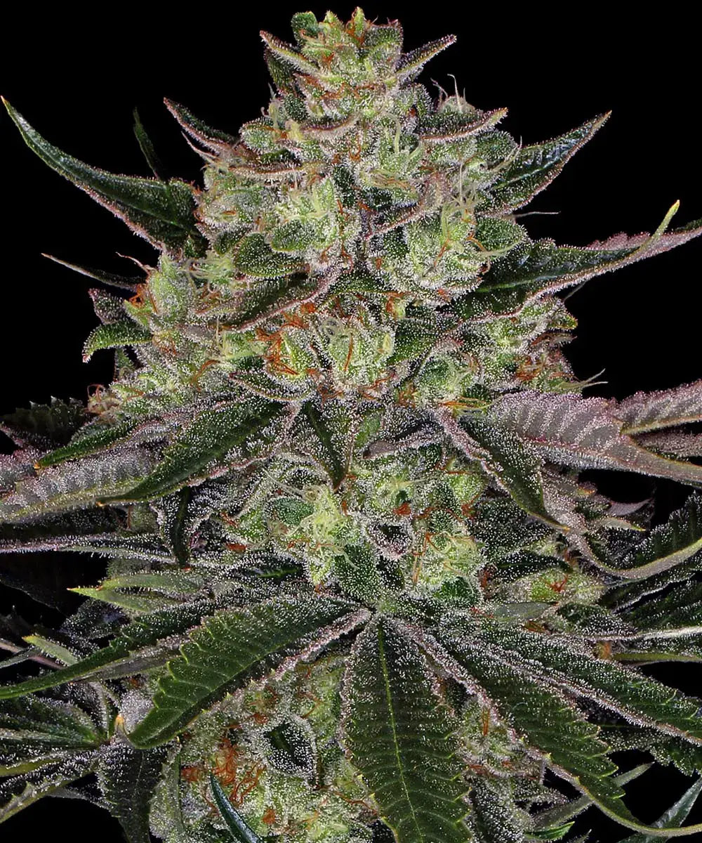 Gorilla Zkittlez Barneys Farm