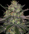 Gorilla Zkittlez Barneys Farm