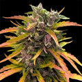 Gorilla Glue Auto Barneys Farm