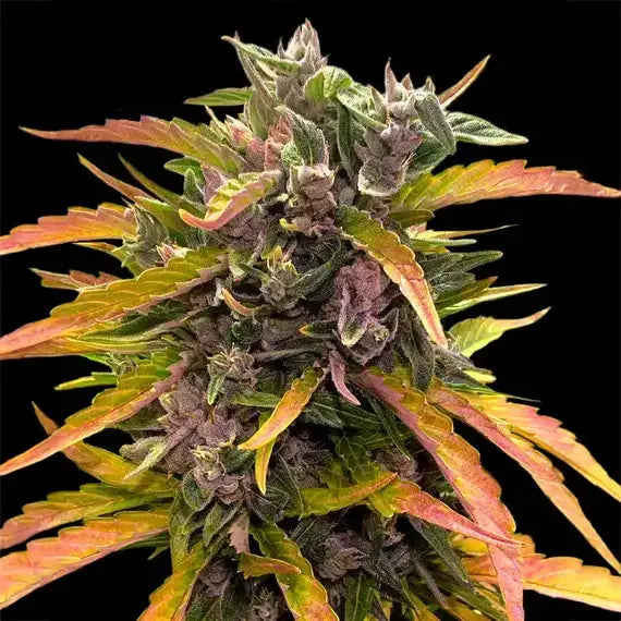 Gorilla Glue Auto Barneys Farm