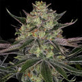 Gorilla Zkittlez Barneys Farm