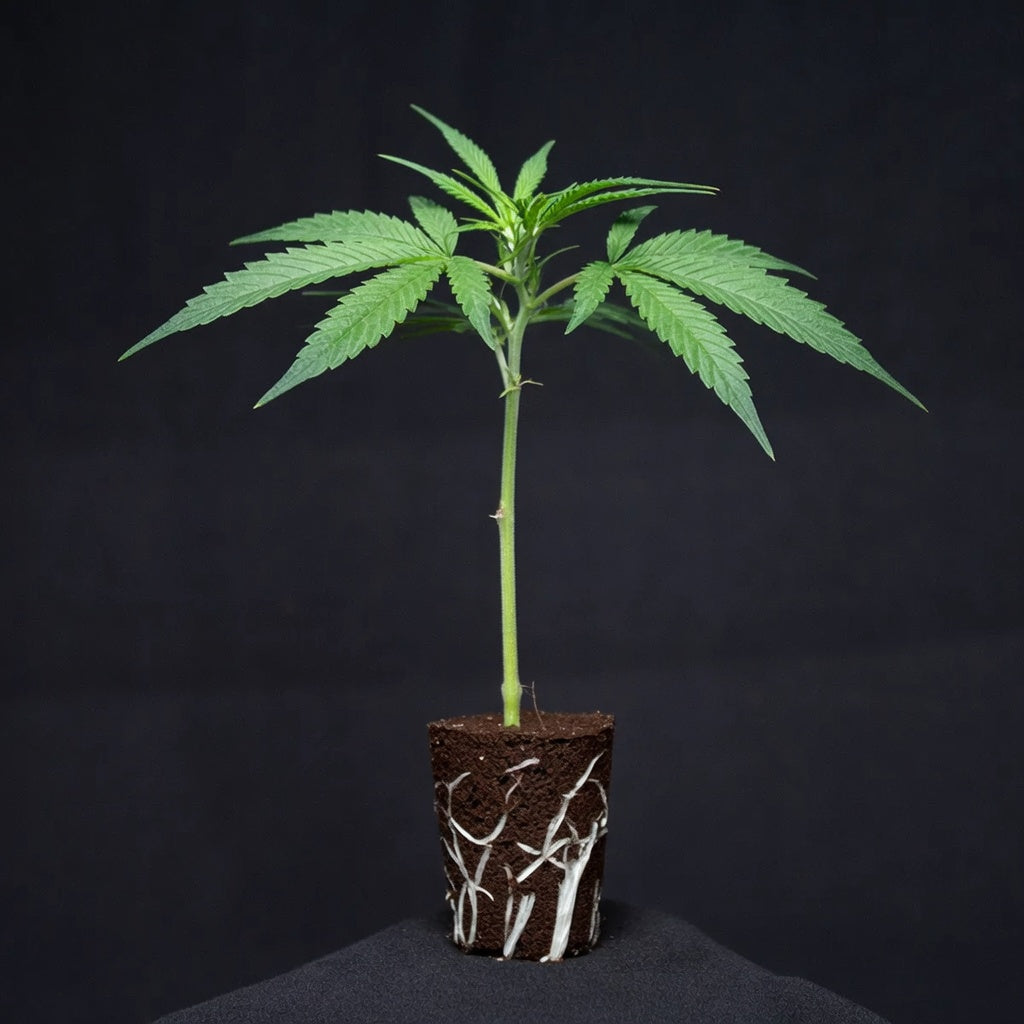 Sing Sling Zkittles Guardians of Genetics