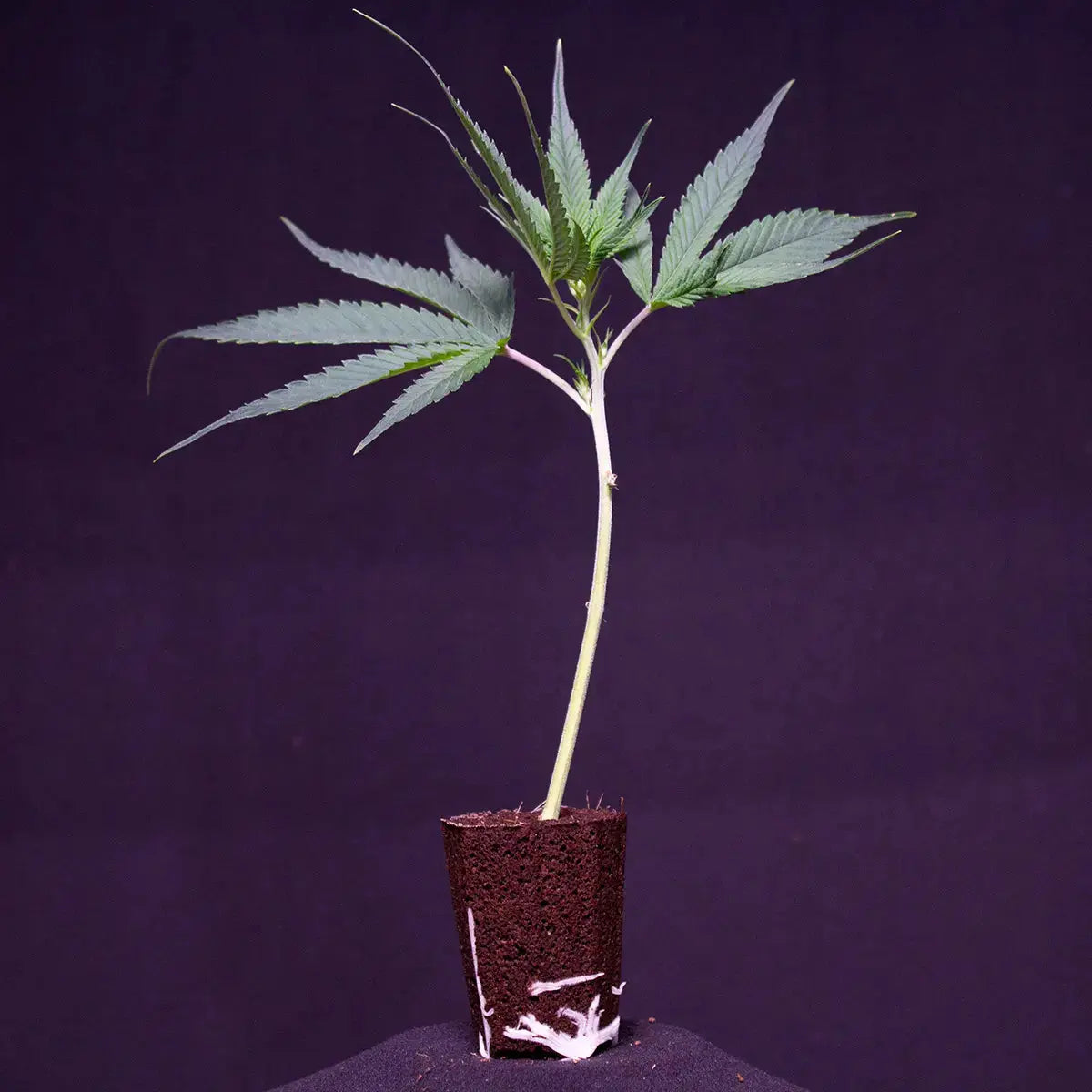 Jokerz Compound Genetics