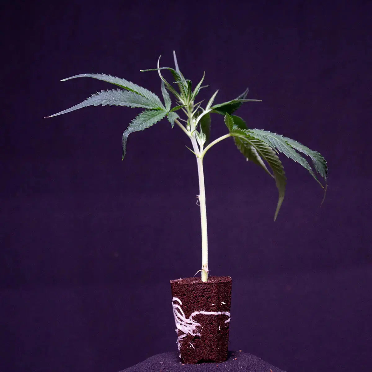 Lemon Cherry Gelato Cannaphilie