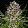 Lemon Haze Auto Barneys Farm