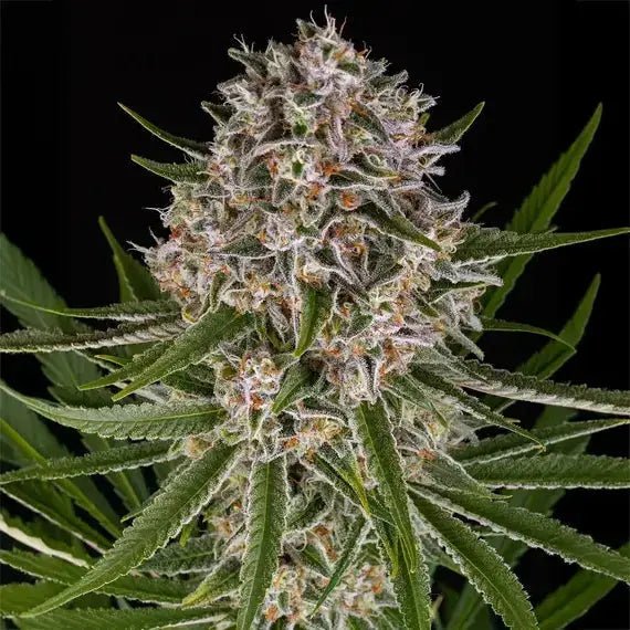 Lemon Haze Auto Barneys Farm