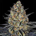 LSD Barneys Farm