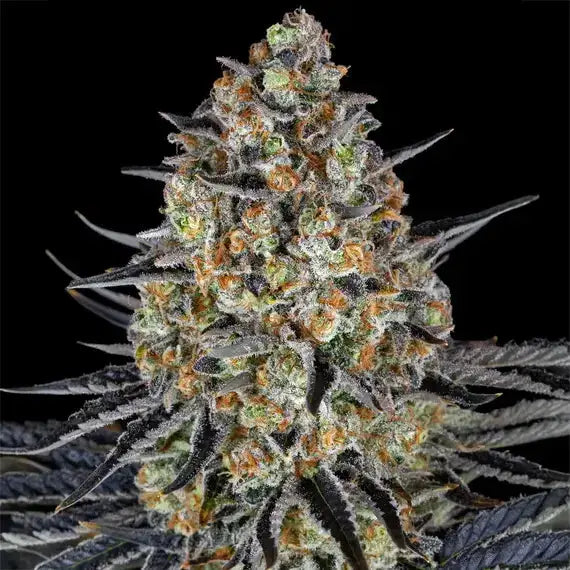 LSD Barneys Farm