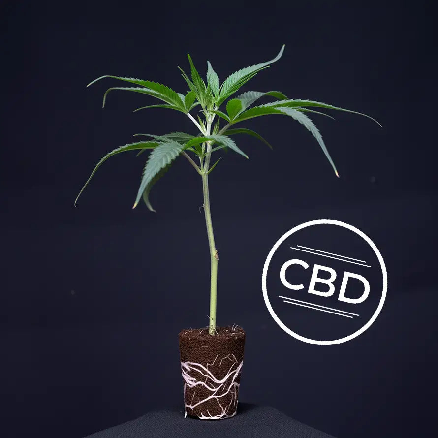 Malibu Skunk (CBD) TB Farming AG