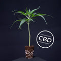 Malibu Skunk (CBD) TB Farming AG