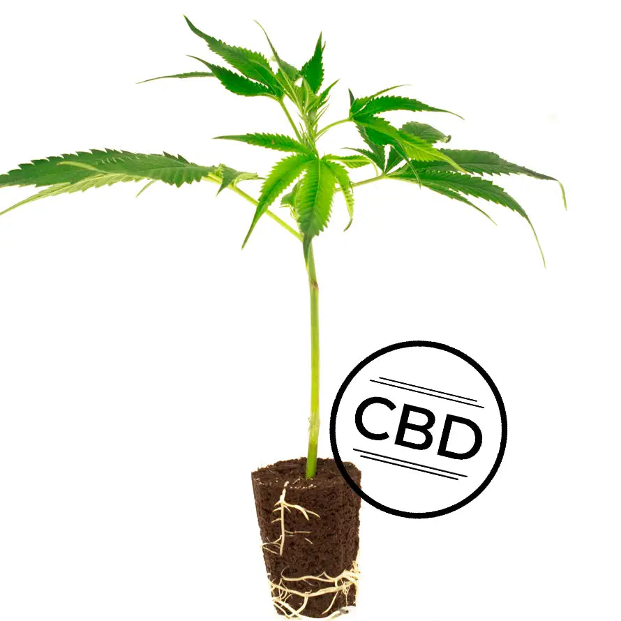 Malibu Skunk (CBD) TB Farming AG