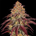 Mimosa x Orange Punch Auto Barneys Farm