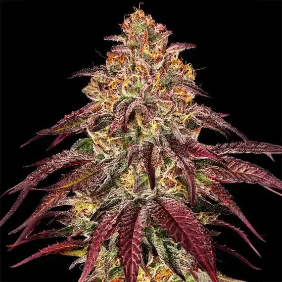 Mimosa x Orange Punch Auto Barneys Farm
