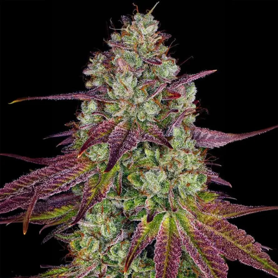 Mimoza Guardians of Genetics