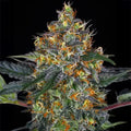 Moby Dick Auto Barneys Farm