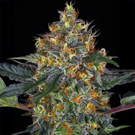 Moby Dick Auto Barneys Farm