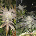 Orange Bud Dutch Passion