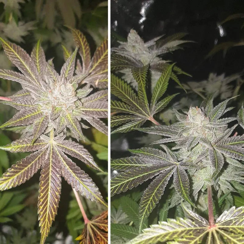 Orange Bud Dutch Passion
