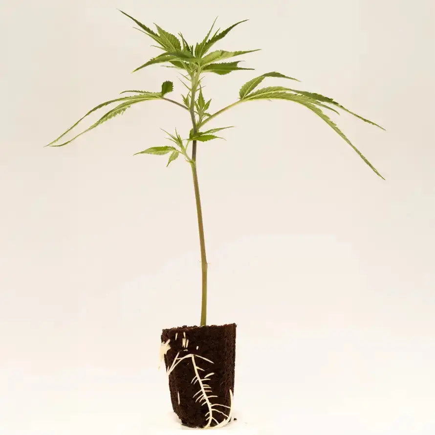 Permanent Marker Guardians of Genetics