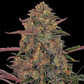 Pineapple Chunk Barneys Farm