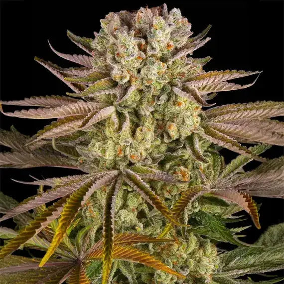 Pineapple Express Barneys Farm