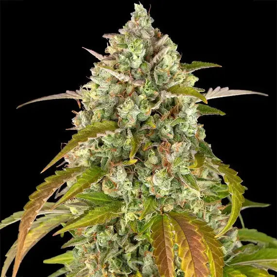 Pineapple Express Auto Barneys Farm