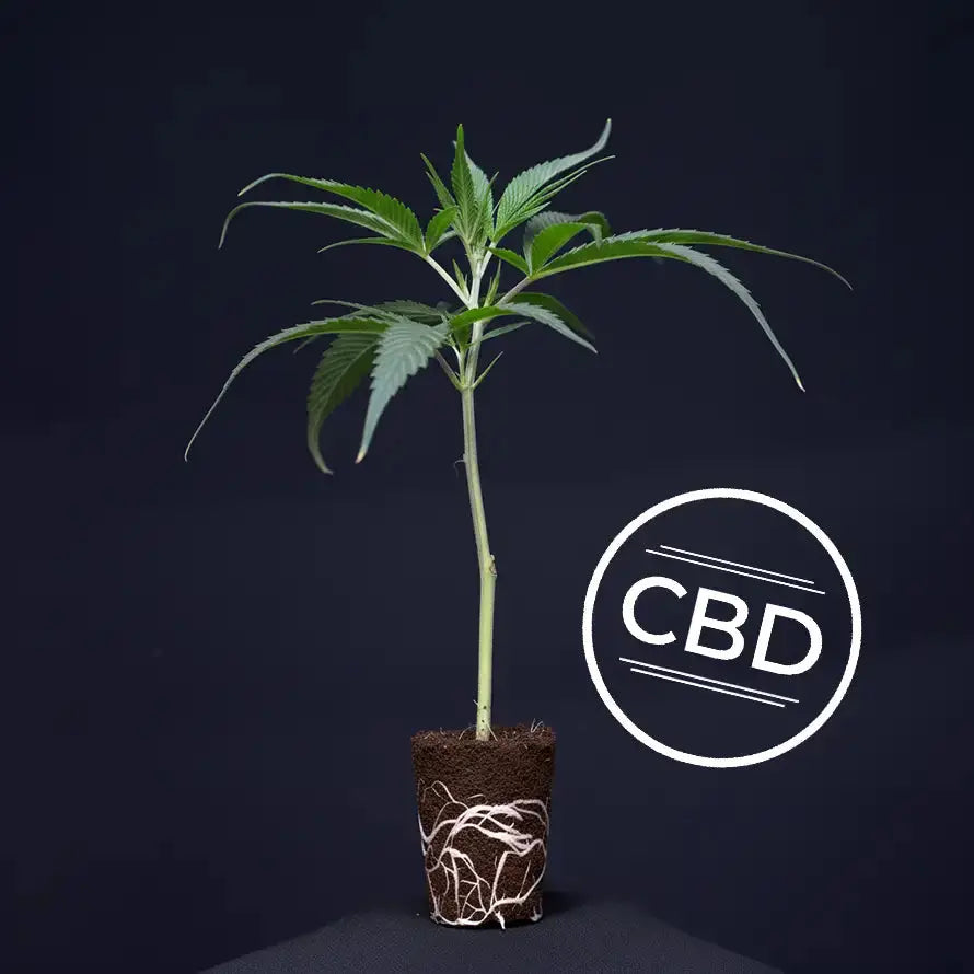 Plutonium CBD TB Farming AG