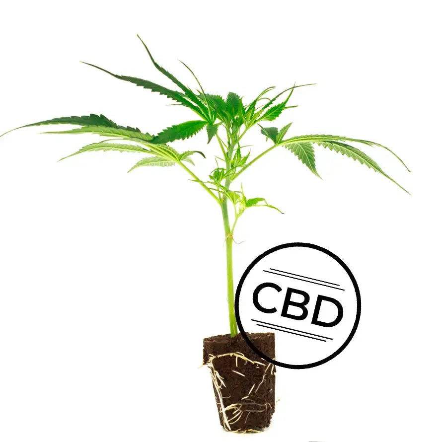 Plutonium CBD TB Farming AG
