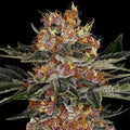 Purple Punch Auto Barneys Farm