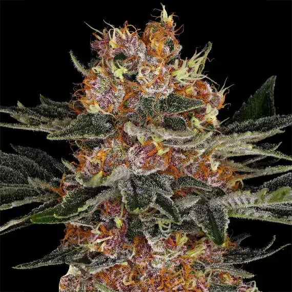 Purple Punch Auto Barneys Farm