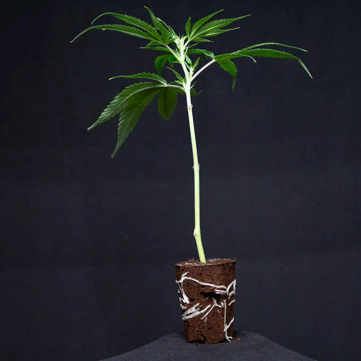 Runtz Coffee TB Farming Zucht