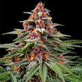Runtz Auto Barneys Farm