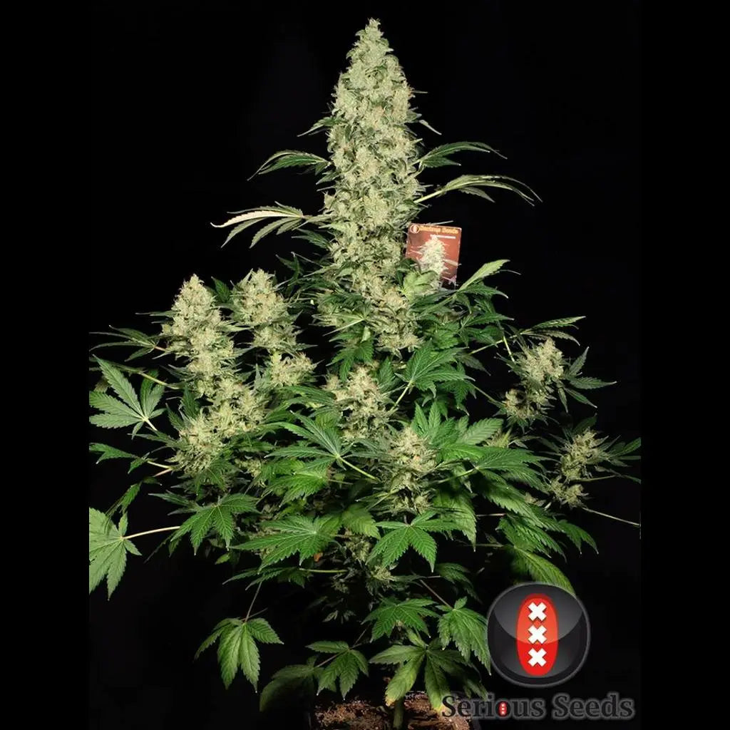 AK 47 Serious Seeds