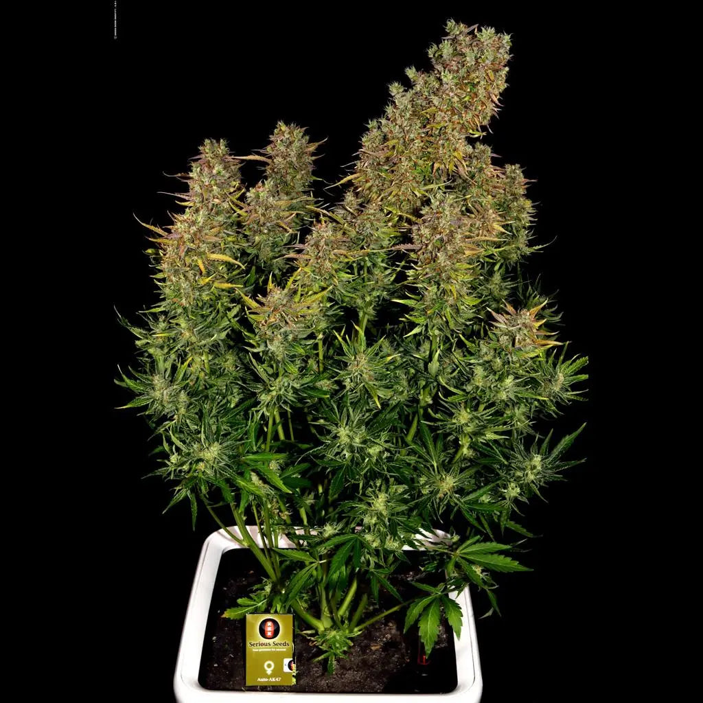 AK-47 Auto Serious Seeds