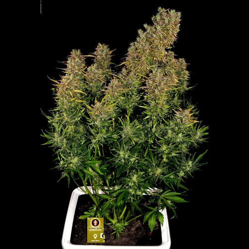 AK-47 Auto Serious Seeds