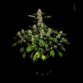 Auto White Russian Serious Seeds