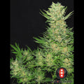 Double Dutch Serious Seeds