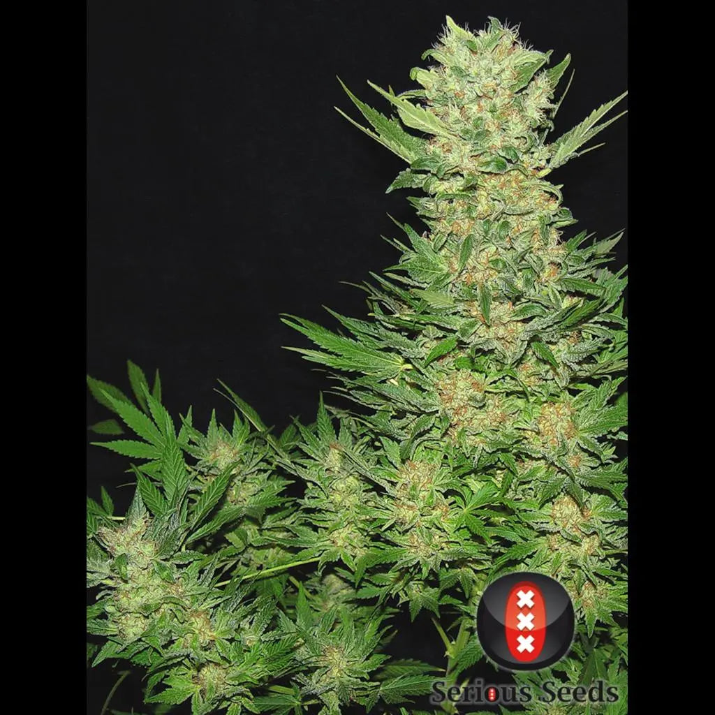 Double Dutch Serious Seeds