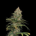 Seriosa Serious Seeds
