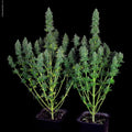 Serious Happiness Serious Seeds