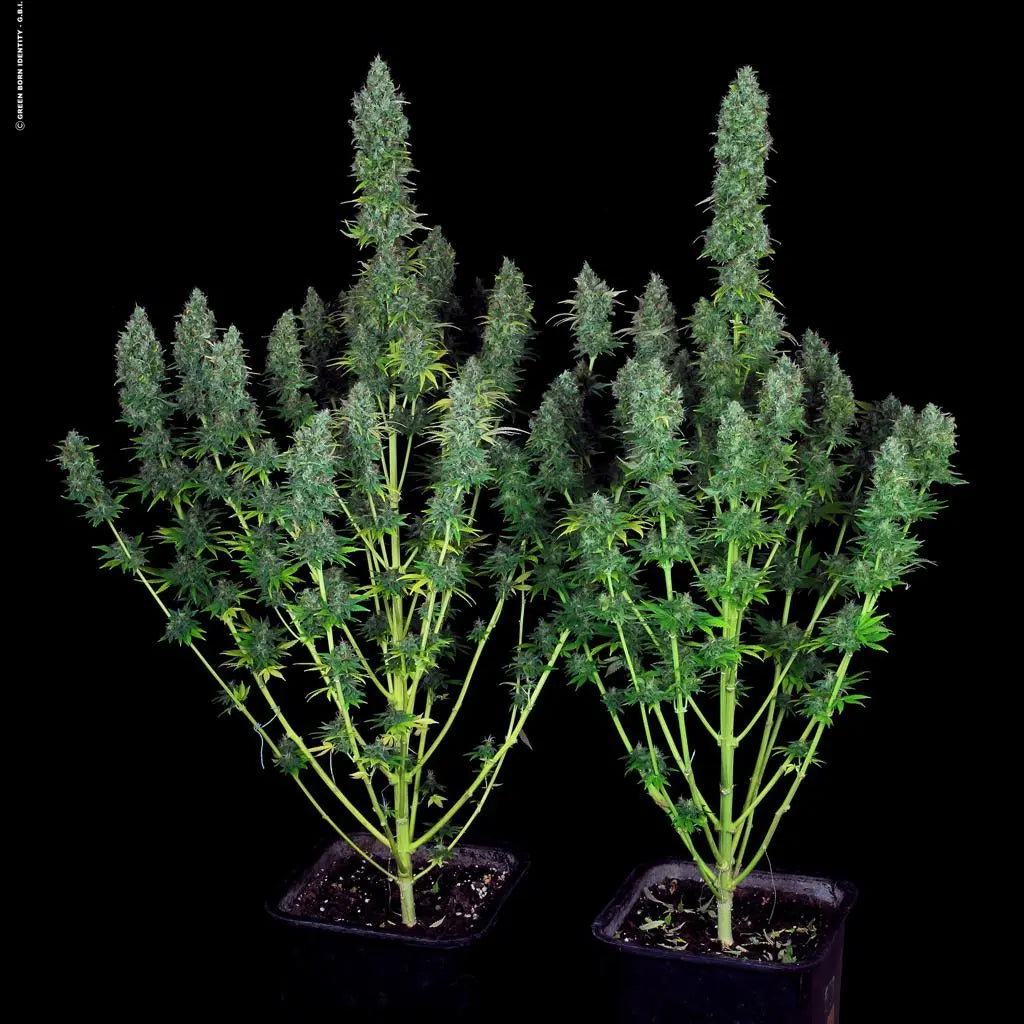 Serious Happiness Serious Seeds