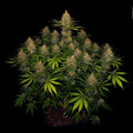 Strawberry AK Serious Seeds