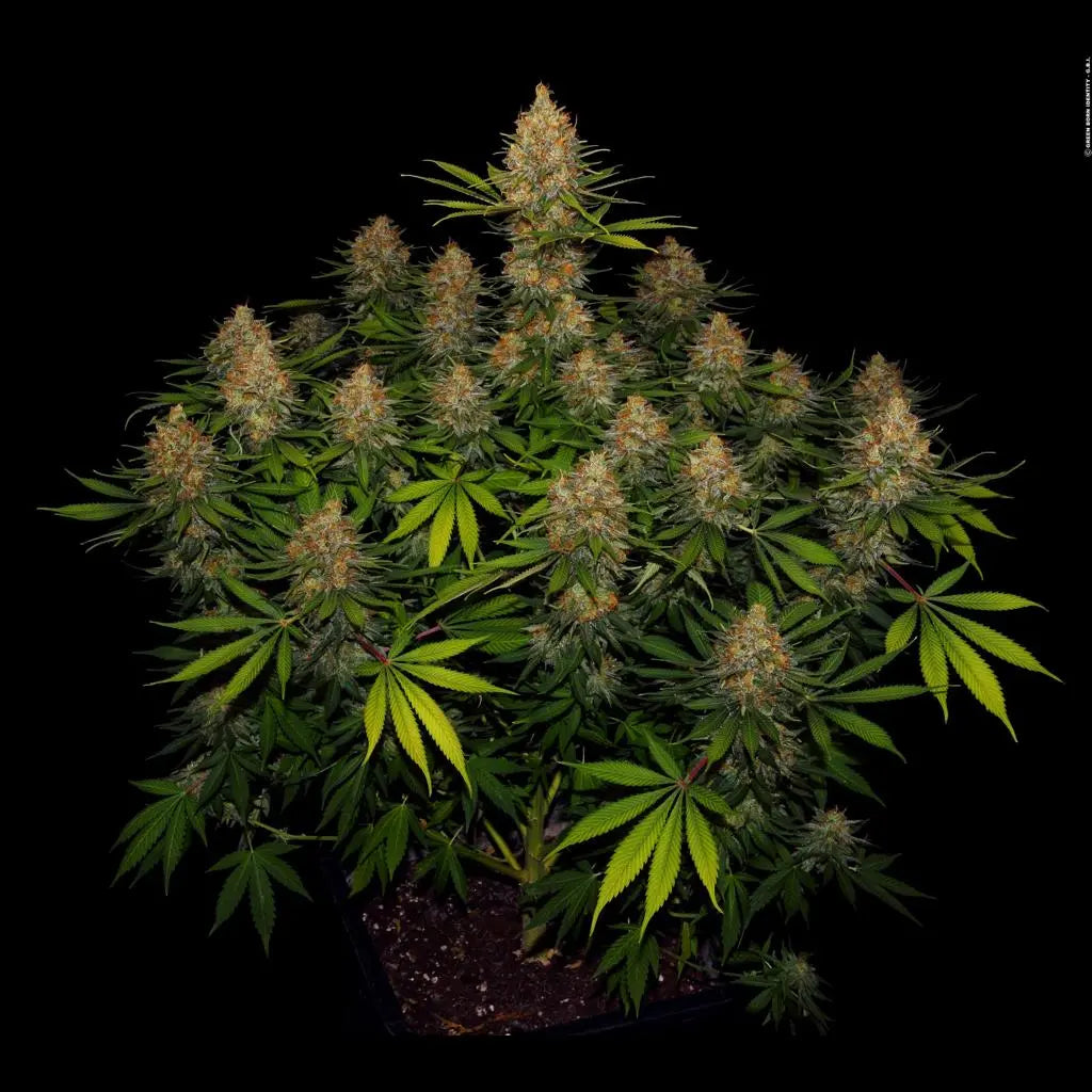Strawberry AK Serious Seeds