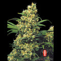 Warlock Serious Seeds