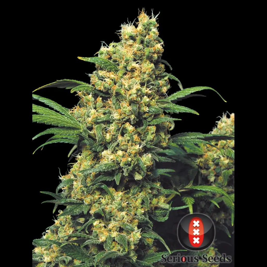 Warlock Serious Seeds